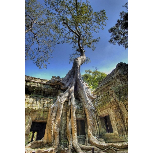 Cambodia, Angkor Wat Ruins of Beng Melea Temple